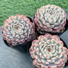 画像をギャラリービューアに読み込む, ホワイトミニマ錦
