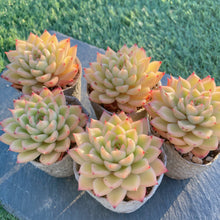 画像をギャラリービューアに読み込む, スパークル
