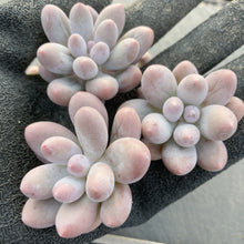 画像をギャラリービューアに読み込む, カンナ
