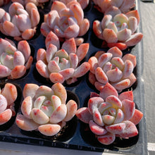 画像をギャラリービューアに読み込む, オレンジモンロー
