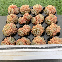 画像をギャラリービューアに読み込む, ダルシマー
