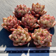 画像をギャラリービューアに読み込む, クリアスカイジェニー
