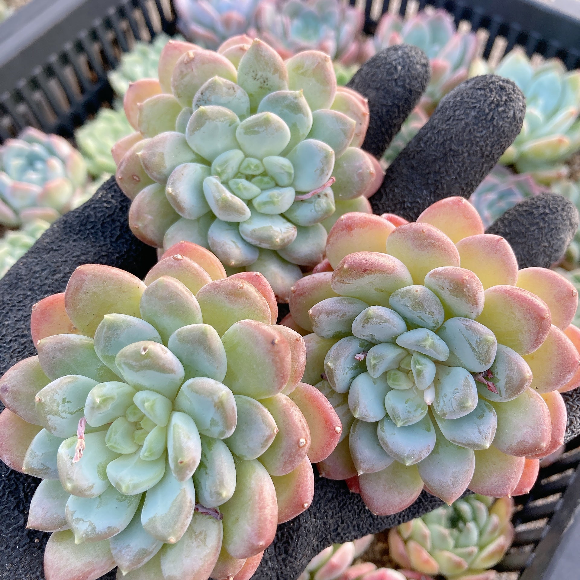 1苗❣️ゼリーオレンジ❣️ランダム配送 カット苗 寄せ植え 多肉植物 1苗❣️ゼリーオレンジ❣️ランダム配送 カット苗 寄せ植え 多肉
