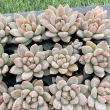 画像をギャラリービューアに読み込む, イリュージョン
