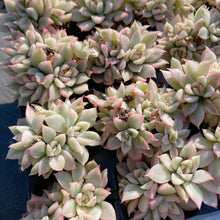 画像をギャラリービューアに読み込む, メビナ錦
