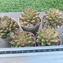 画像をギャラリービューアに読み込む, オラクル
