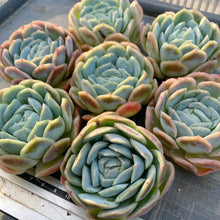 画像をギャラリービューアに読み込む, ポトシナ
