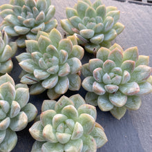 画像をギャラリービューアに読み込む, マリュー
