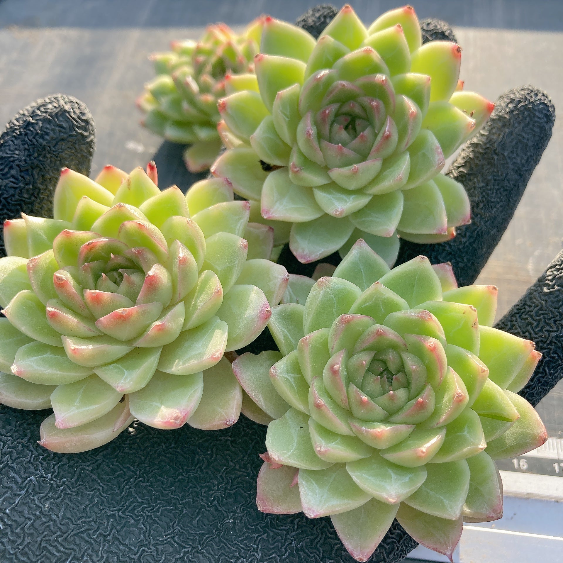 Hoshi☆Taniku Hoshi☆Taniku