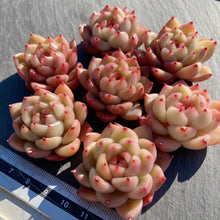 画像をギャラリービューアに読み込む, クリアスカイジェニー
