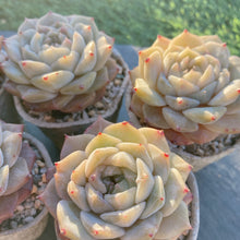 画像をギャラリービューアに読み込む, ジェリーキャンディ
