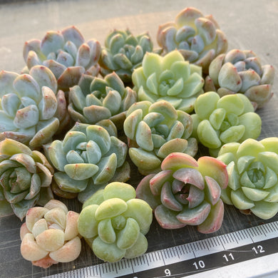 多肉植物 韓国苗 Totty様 多肉植物 韓国苗 Totty様