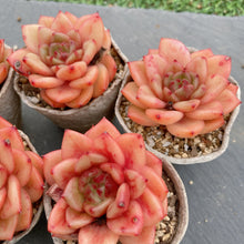 画像をギャラリービューアに読み込む, スノーバード
