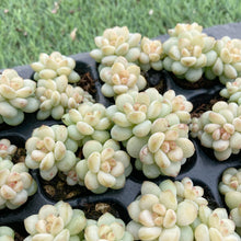 画像をギャラリービューアに読み込む, ジェニー美人
