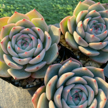 画像をギャラリービューアに読み込む, ラズベリーアイス
