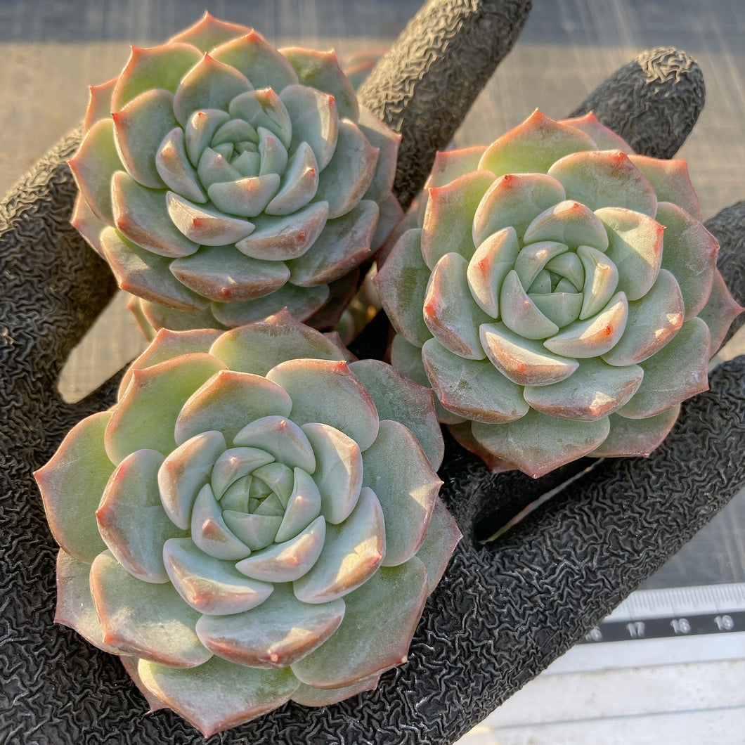 フロスティング