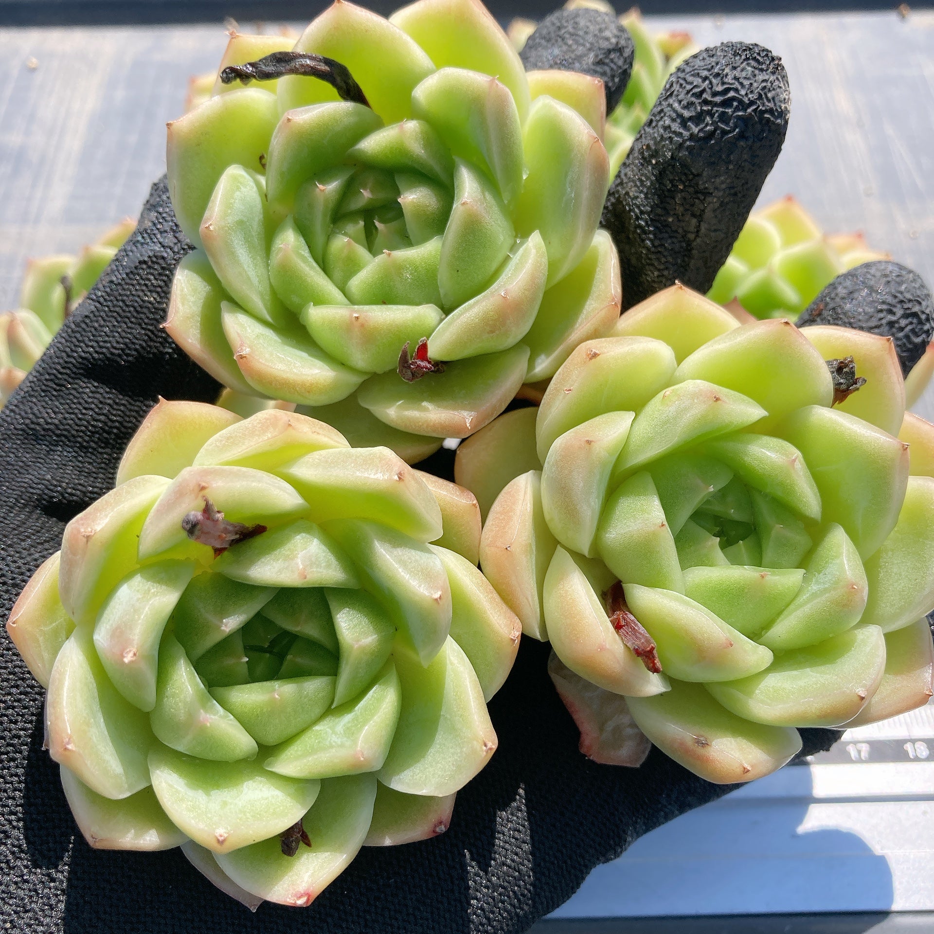 その他多肉植物 Cranky Hoshi☆Taniku