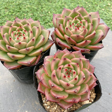 画像をギャラリービューアに読み込む, レッドクリスタルローズ10枚
