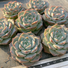 画像をギャラリービューアに読み込む, フロスティング
