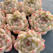 画像をギャラリービューアに読み込む, クラウドタワー
