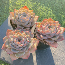 画像をギャラリービューアに読み込む, ガラスジャー
