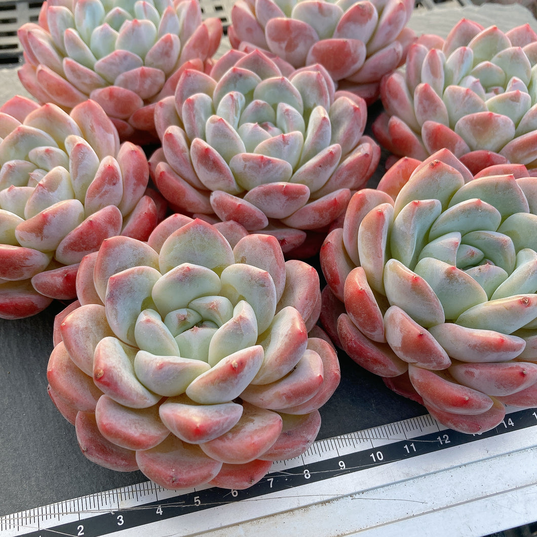 シックモンロー