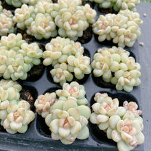 画像をギャラリービューアに読み込む, ジェニー美人
