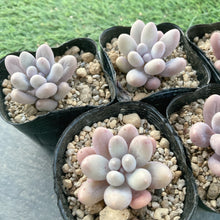 画像をギャラリービューアに読み込む, カンナ
