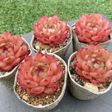 画像をギャラリービューアに読み込む, クレバージェニー
