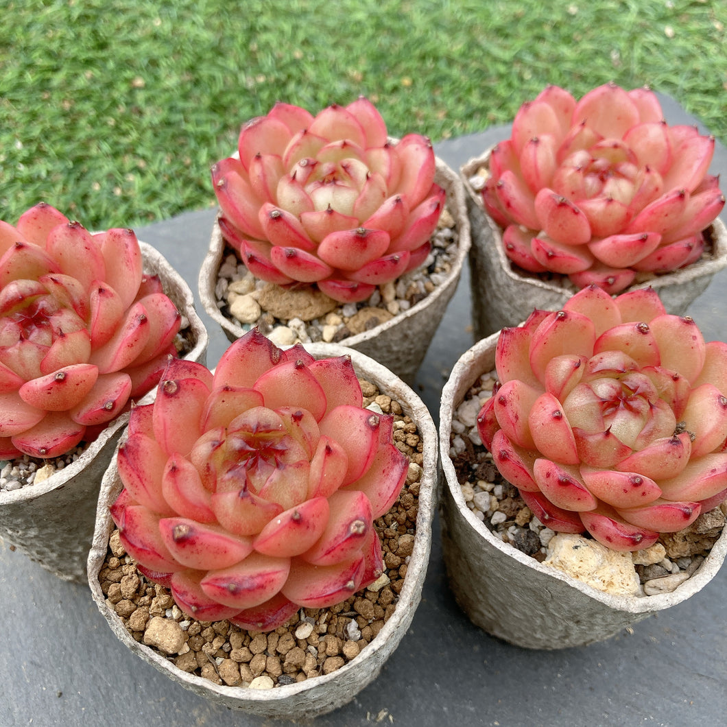 クレバージェニー