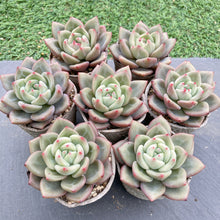 画像をギャラリービューアに読み込む, ホワイトナイト
