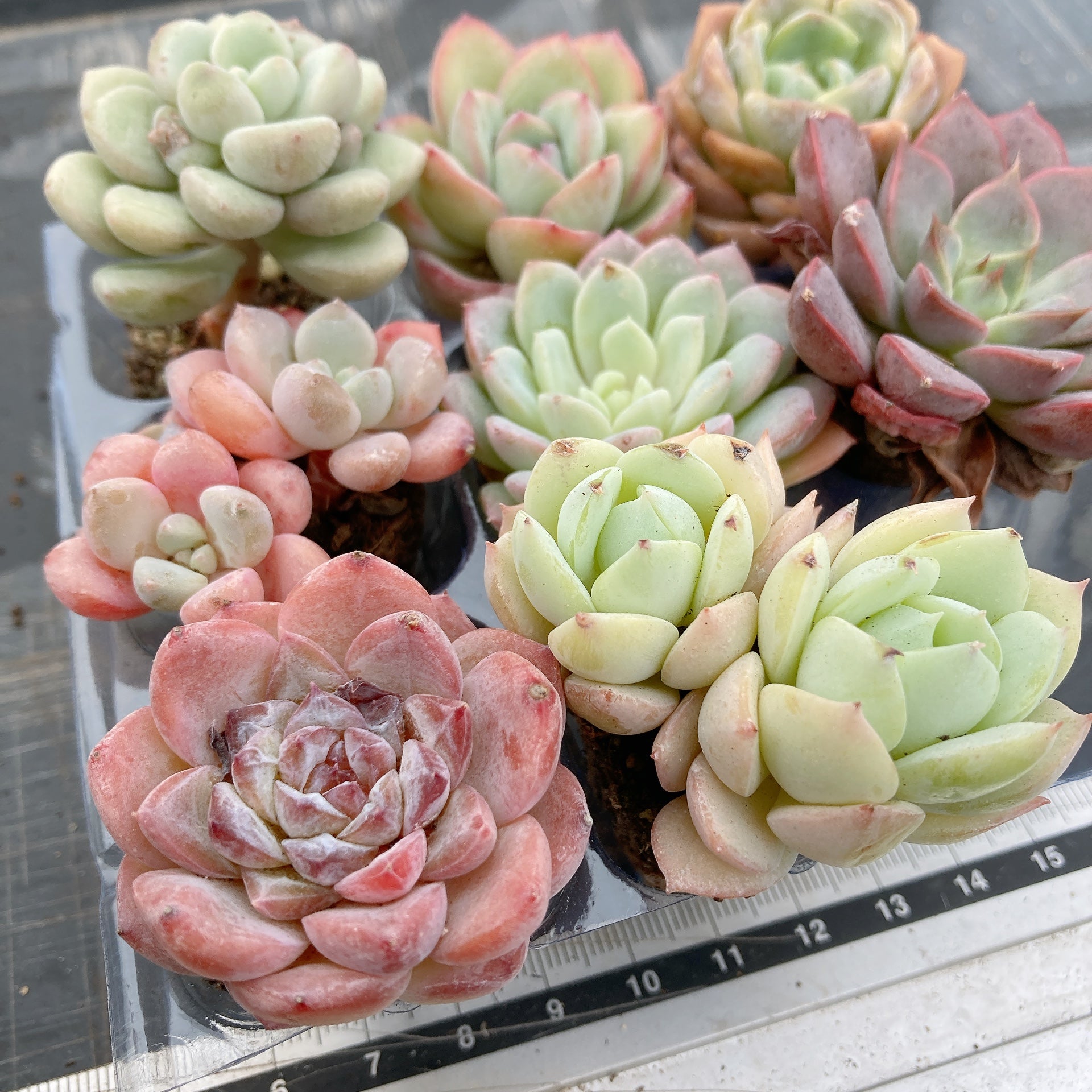 ラストコンサート❤️ビンセントカトー交配 多肉 群生しやすい 寄せ植え ピンク ラストコンサート❤️ビンセントカトー交配 多肉 群生しやすい