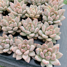 画像をギャラリービューアに読み込む, イリュージョン
