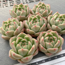 画像をギャラリービューアに読み込む, アメイジンググレイス×アマビレ
