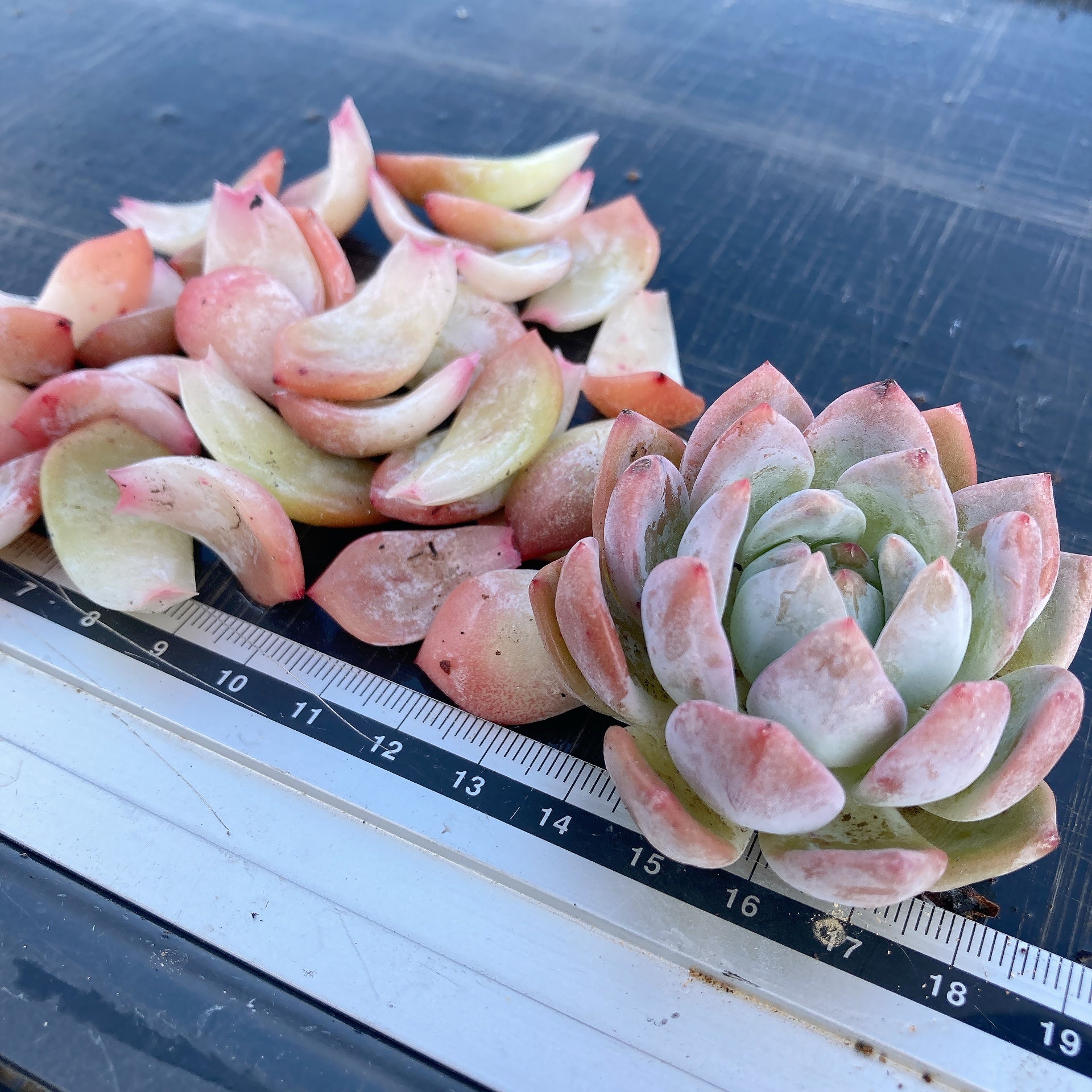 ミロッキー様 全12苗 ポットごと梱包⑱乙女蛍❣️ざらめ❣️あかずきん❣️ Hoshi☆Taniku