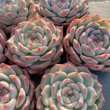 画像をギャラリービューアに読み込む, ウォータードリーム
