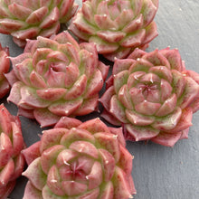 画像をギャラリービューアに読み込む, マルガン×ソクヨン
