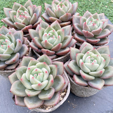 画像をギャラリービューアに読み込む, ホワイトナイト
