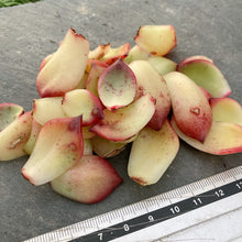 画像をギャラリービューアに読み込む, レッドクリスタルローズ10枚
