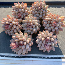 画像をギャラリービューアに読み込む, ガム
