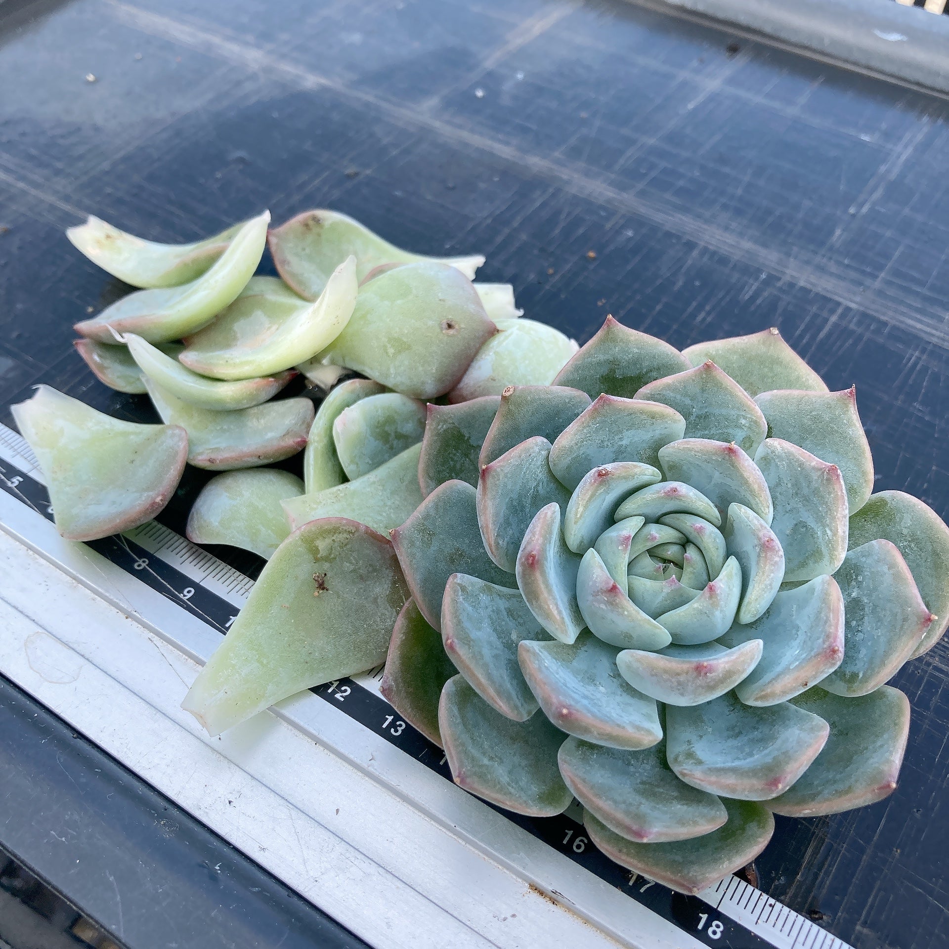 多肉・フラメンコ錦・極上派手色斑・ちびっこ2個付き 多肉・フラメンコ錦・極上派手色斑・ちびっこ2個付き