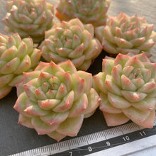 画像をギャラリービューアに読み込む, マルガンクイーン
