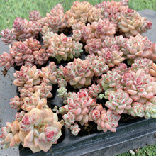 画像をギャラリービューアに読み込む, キャラメルスピリット
