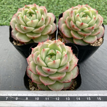 画像をギャラリービューアに読み込む, グレープジェニー
