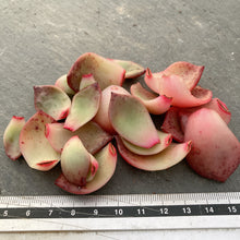 画像をギャラリービューアに読み込む, ロンリーダック10枚
