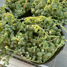 画像をギャラリービューアに読み込む, ピーチネックレス
