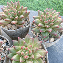 画像をギャラリービューアに読み込む, オラクル
