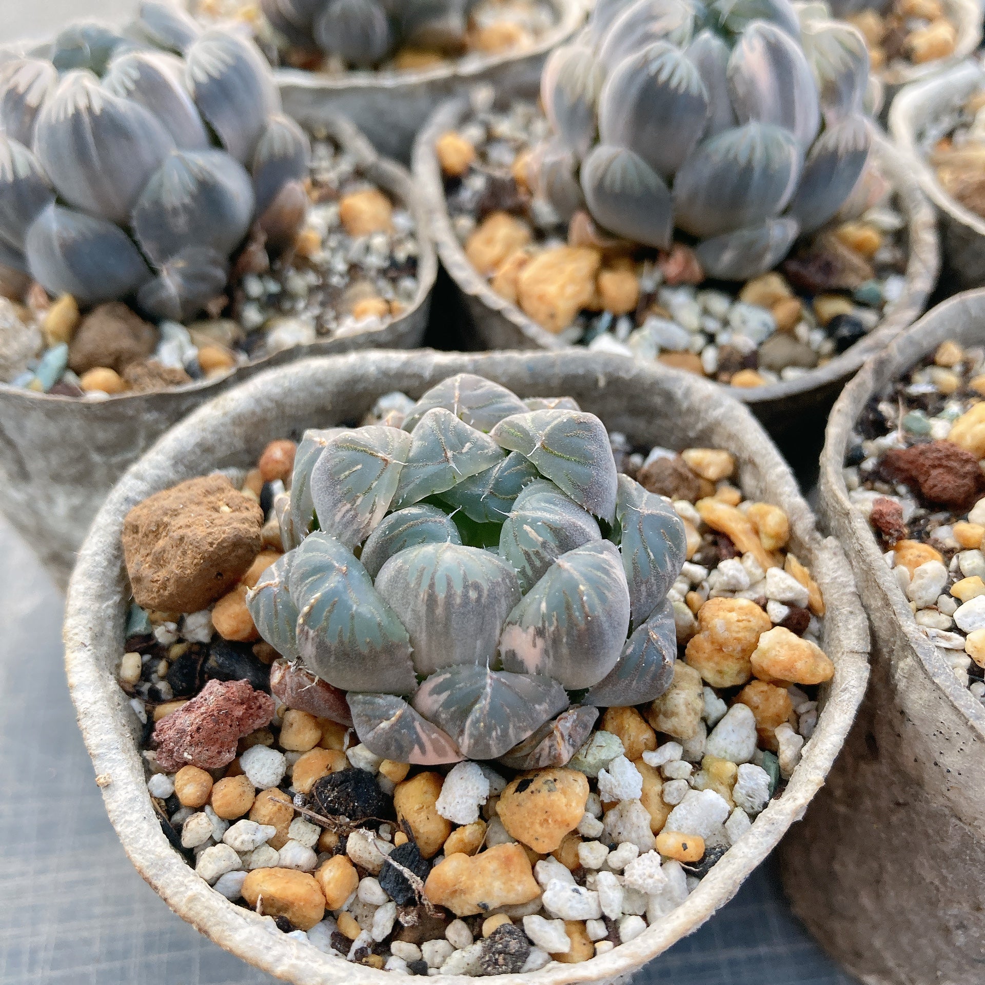 多肉植物 韓国苗 Totty様 多肉植物 韓国苗 Totty様 - メルカリ