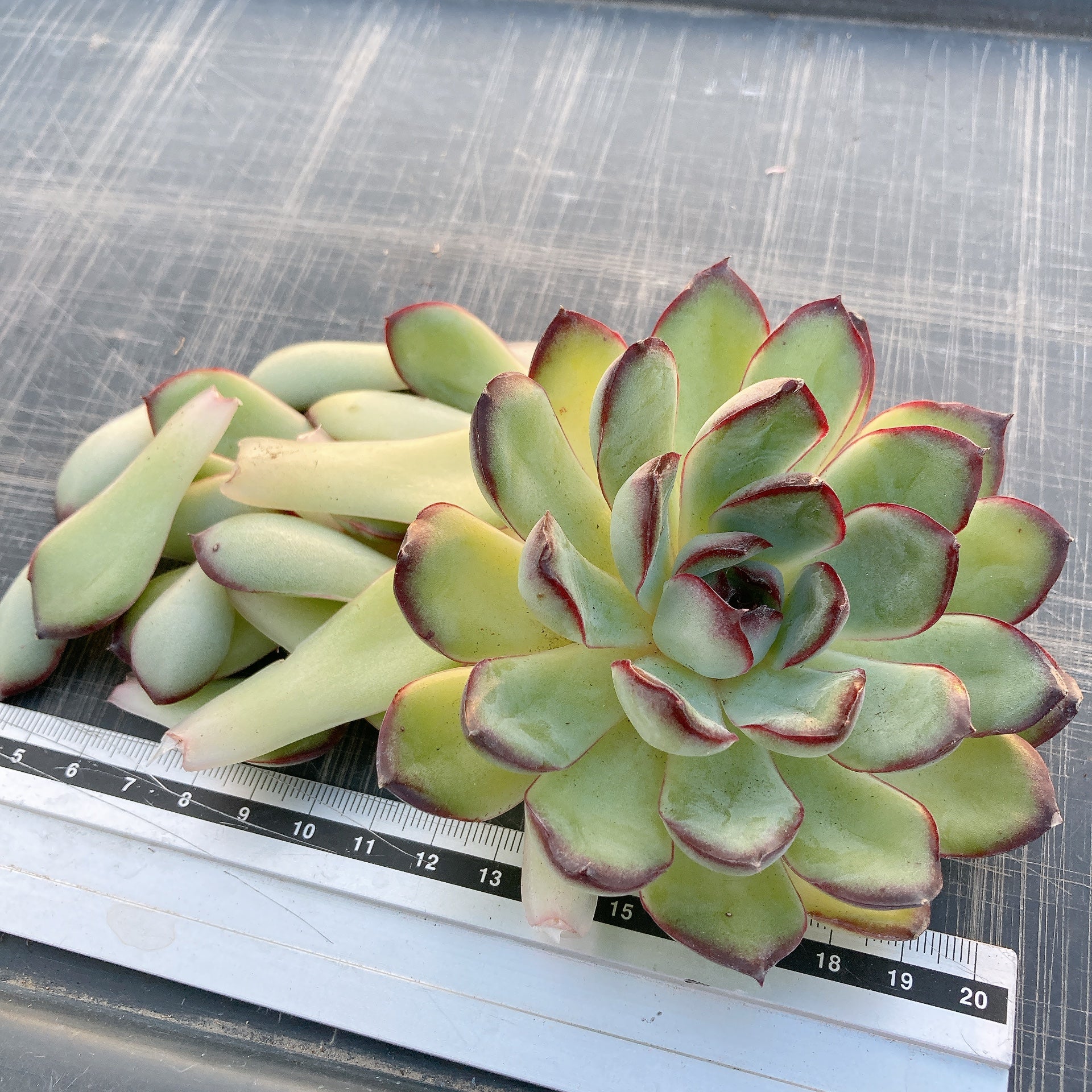 お纏め　多肉植物　覆輪❁︎ジョアンダニエル錦　カット Hoshi☆Taniku