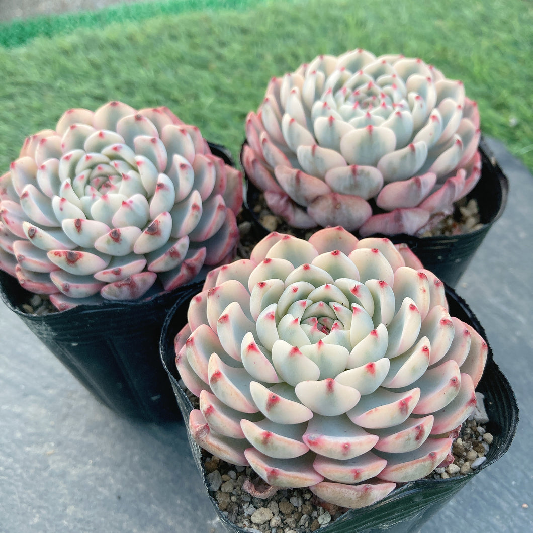 ホワイトミニマ錦